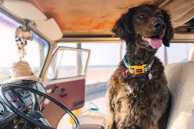 DOOG NEOPRENE DOG COLLAR SCOUT