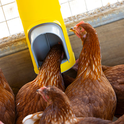 BAINBRIDGE CHOOK TOWER FEEDER