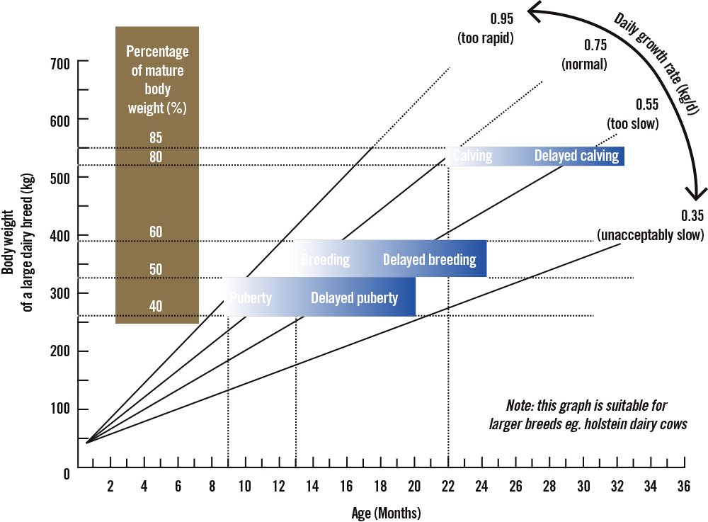 FEEDRITE OLDER CALF REARER MIX 20KG