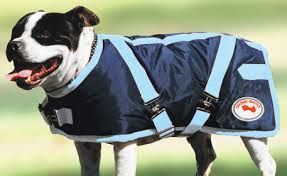 SUPREME DOG COAT NAVY & BLUE