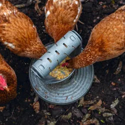 BAINBRIDGE CHICKEN PLAY & FEED TOWER