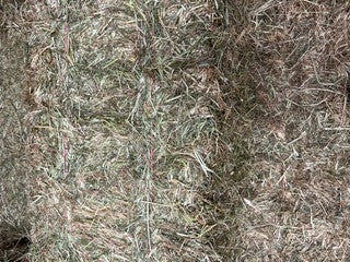 HAY RYE PREMIUM GRASS