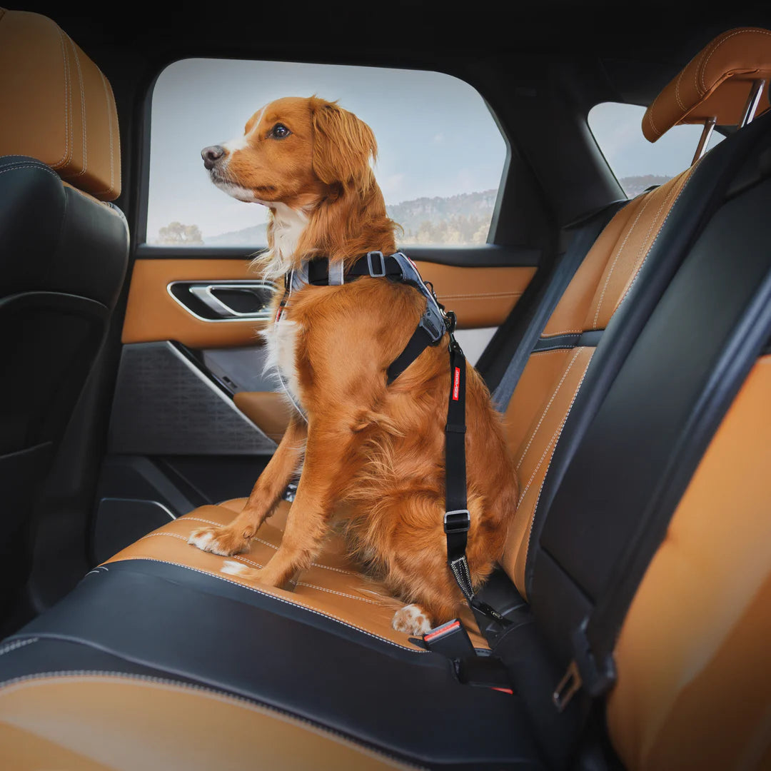 EZYDOG ISOFIX STANDARD CAR RESTRAINT