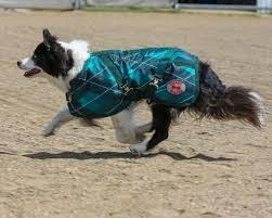 Thermo Master Supreme Dog Coat Emerald Diamonds