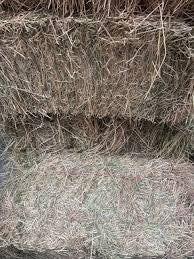 Premium Low Sugar Rye Grass Square Bales