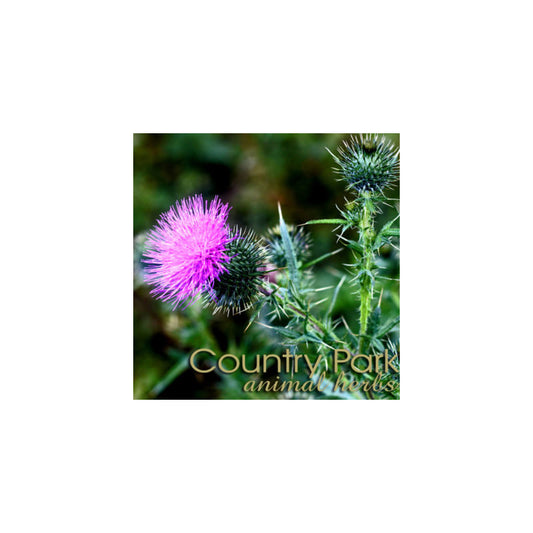 COUNTRY PARK ST MARY'S THISTLE POWDER 1KG