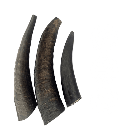 TRUE BLUE AUSSIE GOAT HORNS 3PCS